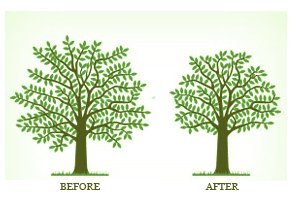 tree crown reduction before and after