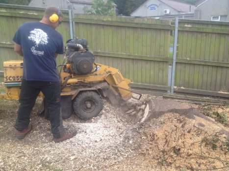 Tree Stump removal by stump grinding