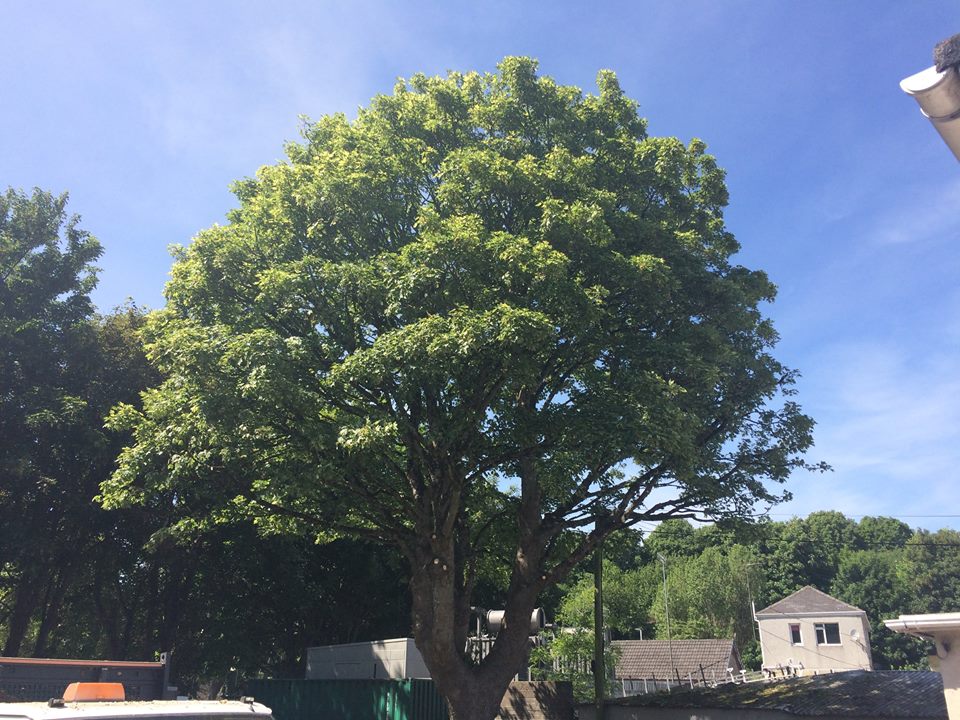tree crown reduction to a massive tree