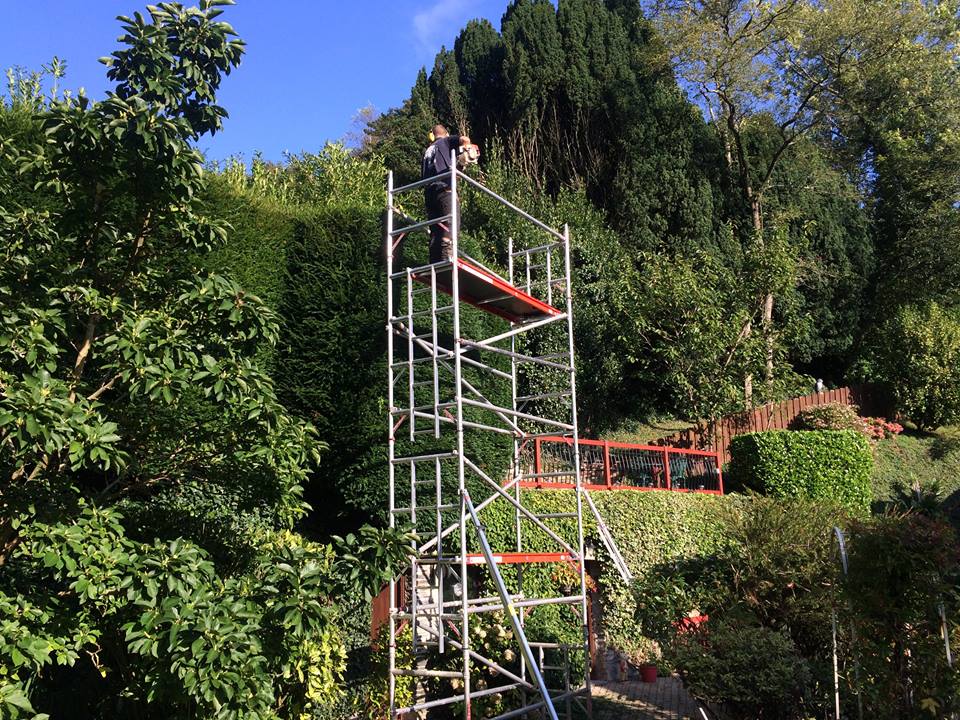Tall hedge trimming plymouth