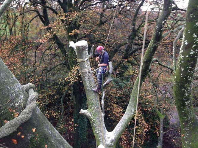Tree removal for a Commercial Grounds Maintenance client