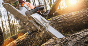 Is ash dieback affecting your trees?