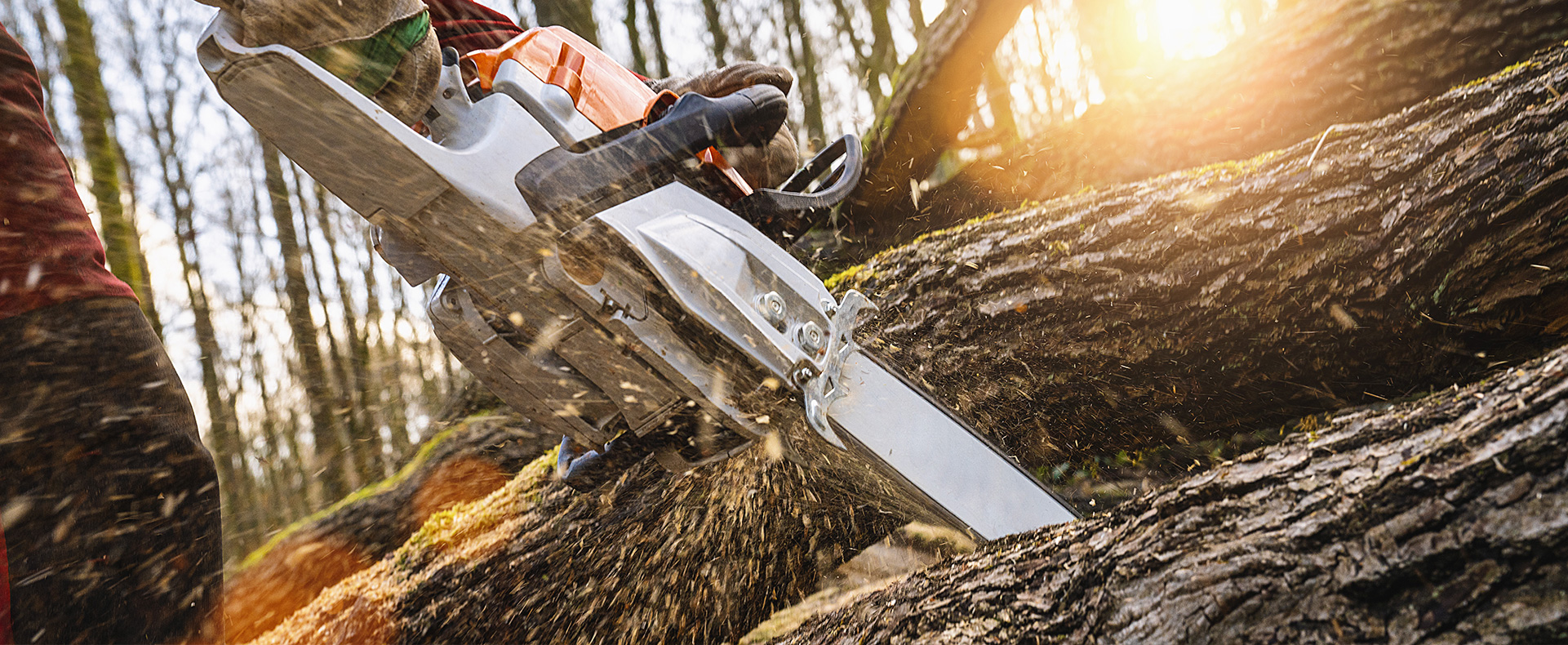 Is ash dieback affecting your trees?
