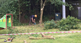 Spotting and tackling ash dieback symptoms