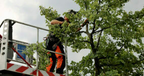 Tree Diseases UK Threats