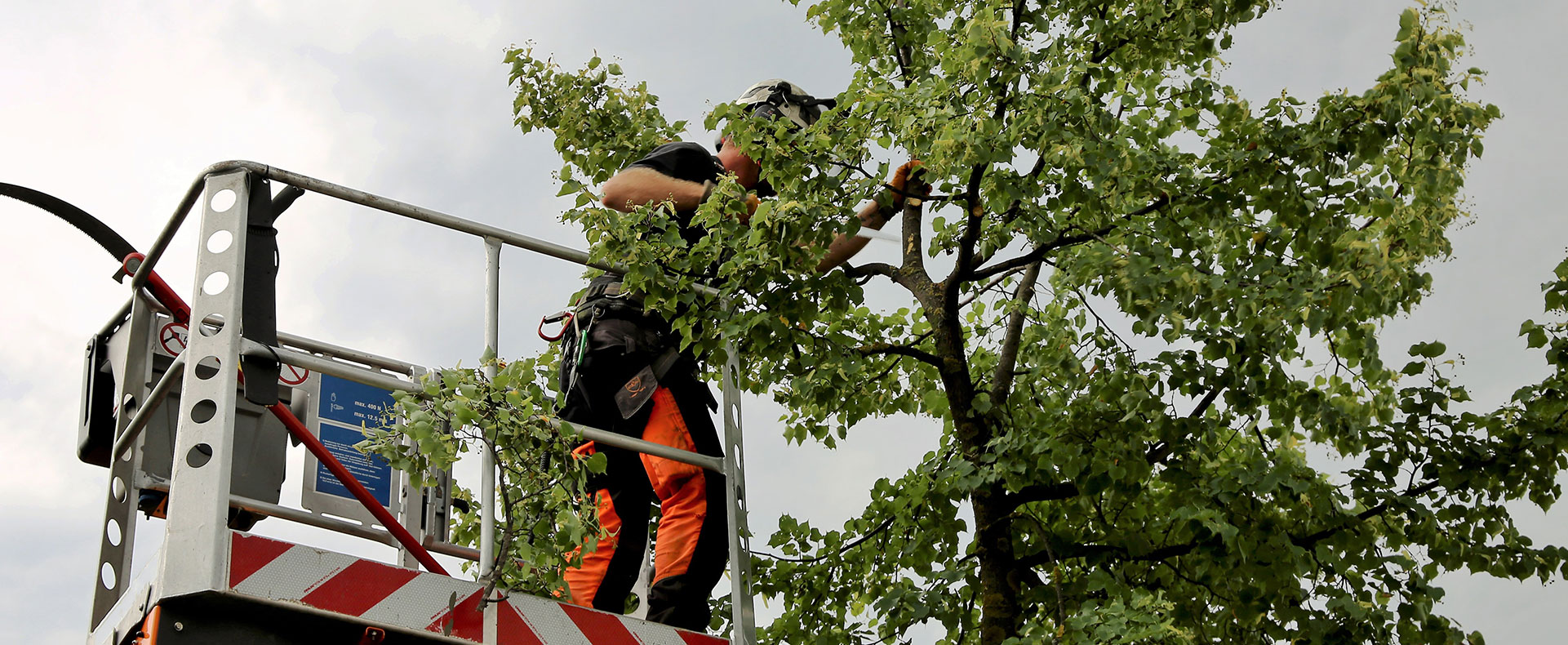 Tree Diseases UK Threats
