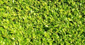 How to Plant Laurel Hedging