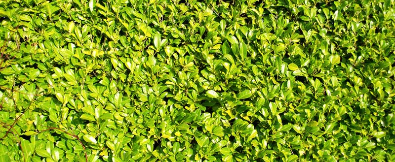 How to Plant Laurel Hedging