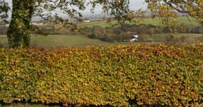 How Quickly Does Beech Hedging Grow?