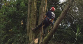 What is a Tree Preservation Order?
