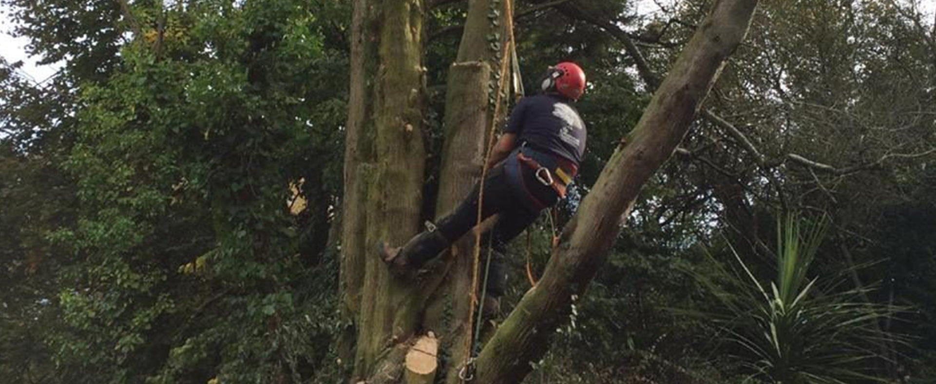 What is a Tree Preservation Order?